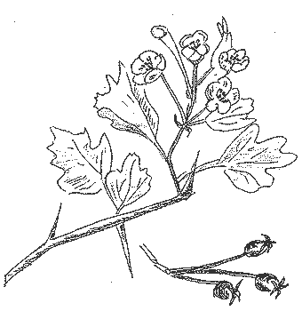 L'AUBEPINE MONOGYNE